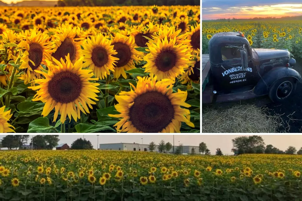 It’s Sunflower Season! Here are 4 Huge Fields You Need to Visit in Illinois This Summer
