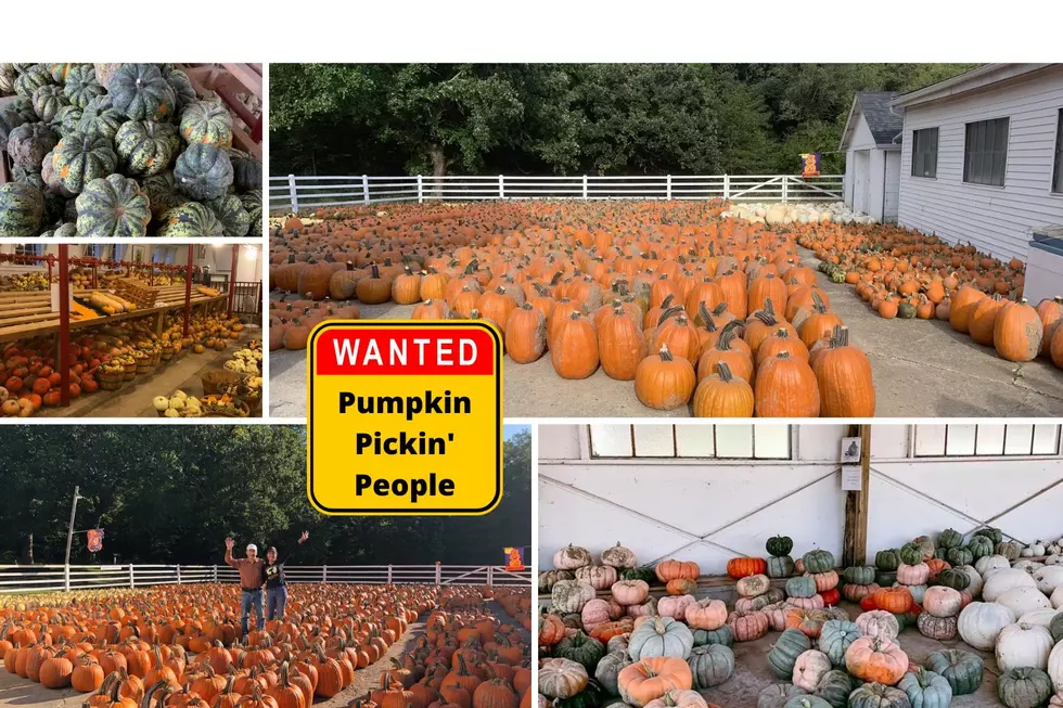 Pumpkin Pickers Needed at One Rockford Farm