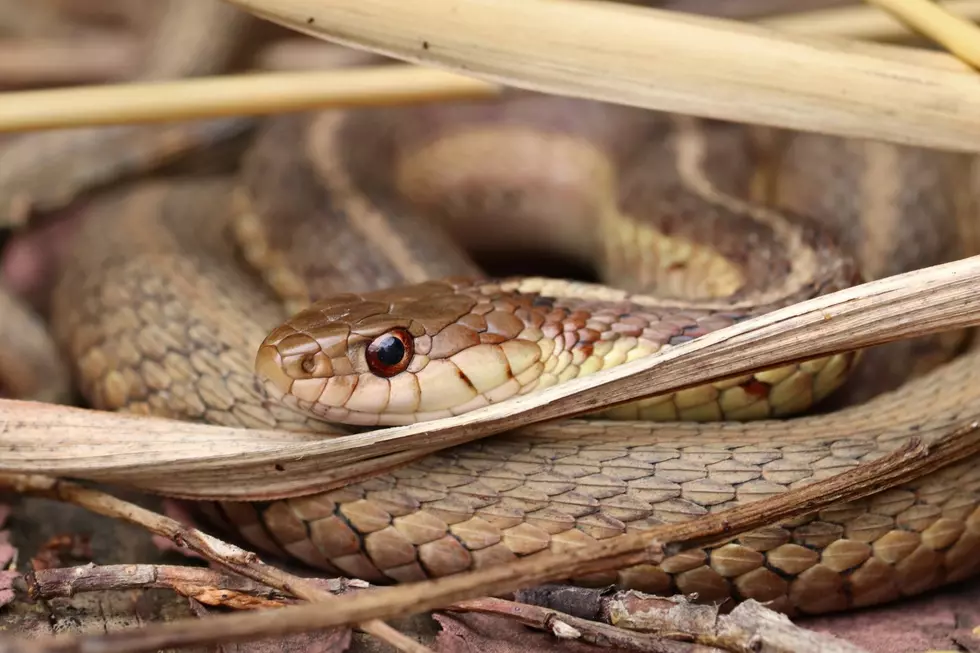 Is Harvest Season Bringing Out a Snake Problem in Illinois?