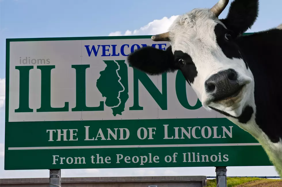 Lost Cow In Illinois Has Some Searching And Others Confused