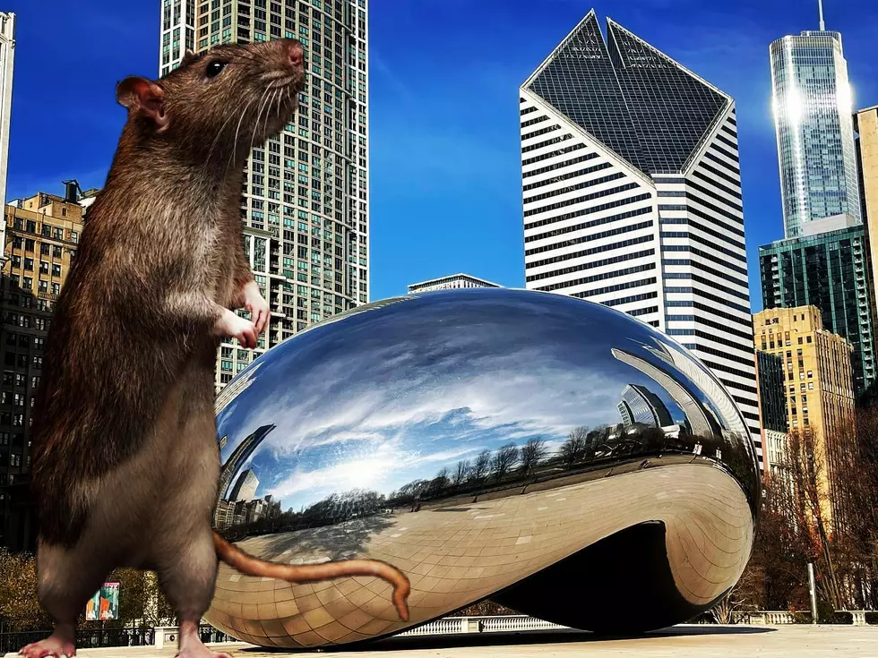 One Illinois Man Wants to Take You On An Underground Tour of Chicago’s Finest Rats