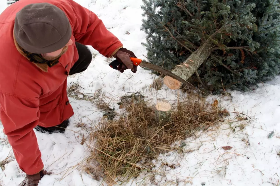 Find The Perfect Christmas Tree At Any Of These Farms In Illinois