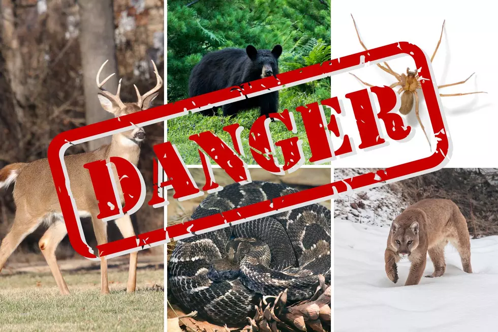 5 Of the Most Dangerous Creatures You’ll Find in Wisconsin