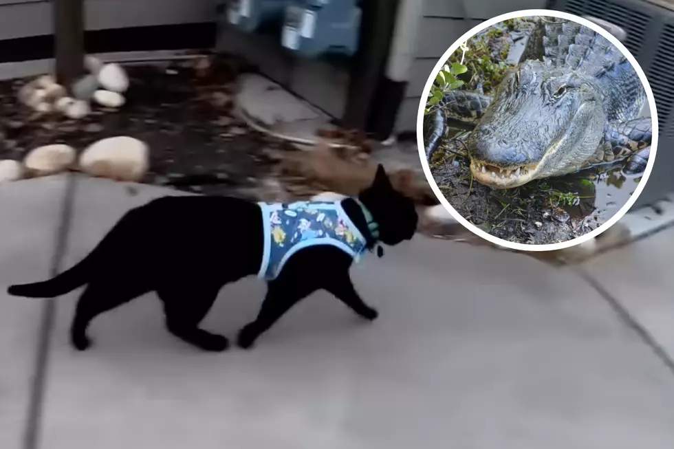 Wisconsin Cat Drags in Alligator Head, Leaves Owner in Shock