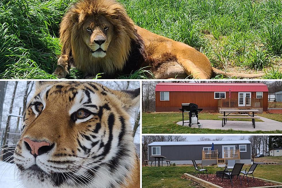 Would You Want to Stay Overnight In a Wisconsin Cabin Surround By Lions and Tigers?