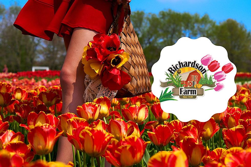 Walk Through and Enjoy Over 300,000 Blooming Tulips At One Illinois Farm This Weekend