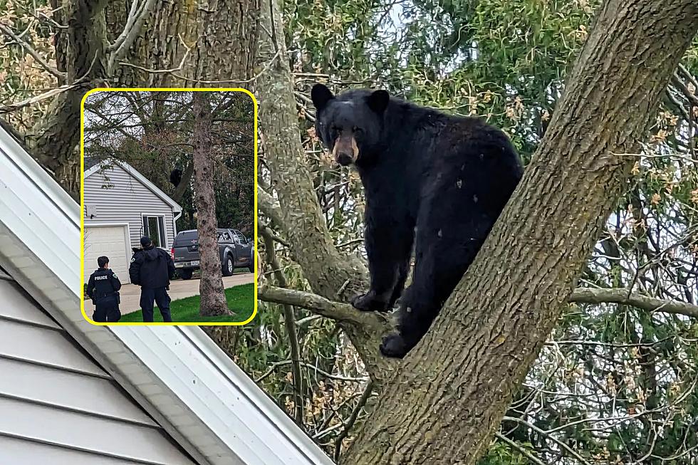  Confirmed: Big Black Bear Spotted In Wisconsin Neighborhood