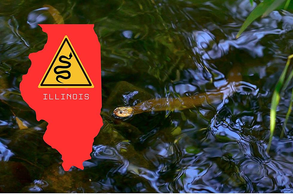 3 of Illinois' Most Snake-Infested Lakes