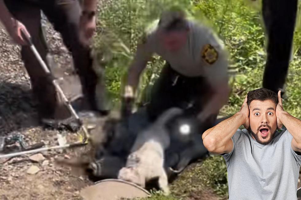 Wisconsin Puppy Rescued from Culvert by Local Hero Sheriffs [VIDEO]
