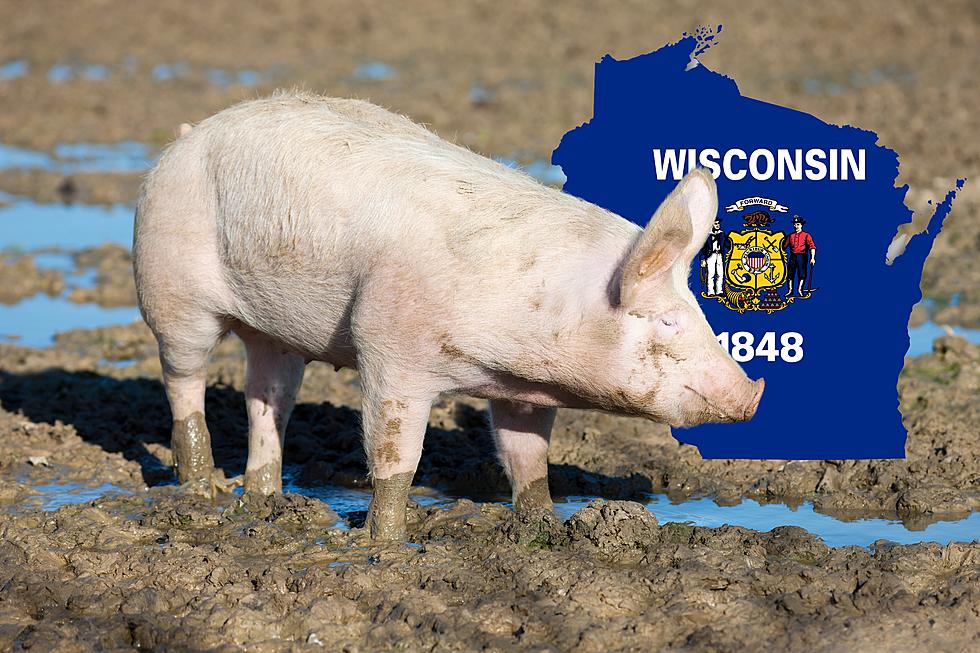 Neanderthals Abusing Innocent Farm Animals in Wisconsin Is Still A Thing