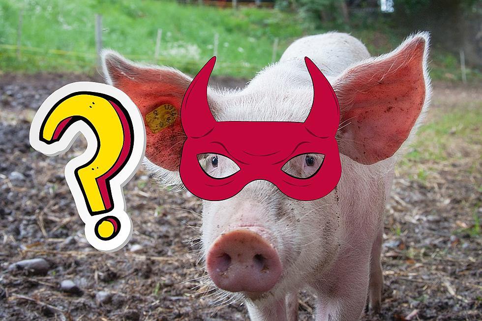 Mysterious Cryptids of Wisconsin: The Man-Faced Pigs of Door County