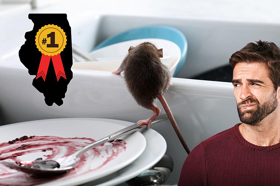 Illinois City Is Most Rat-Infested in America for 9th Straight Year