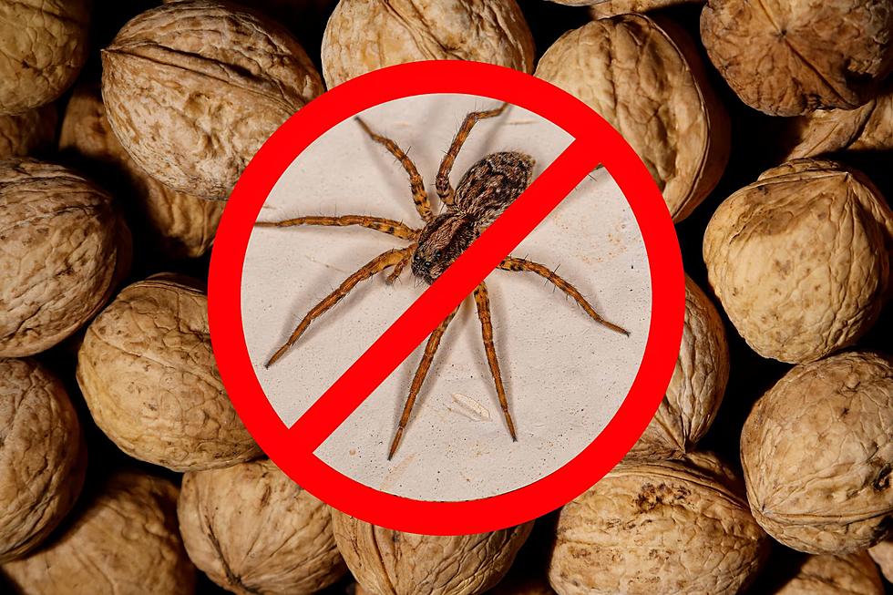 4 Easy Ways Illinois Residents Can Keep Spiders Out of Their Homes