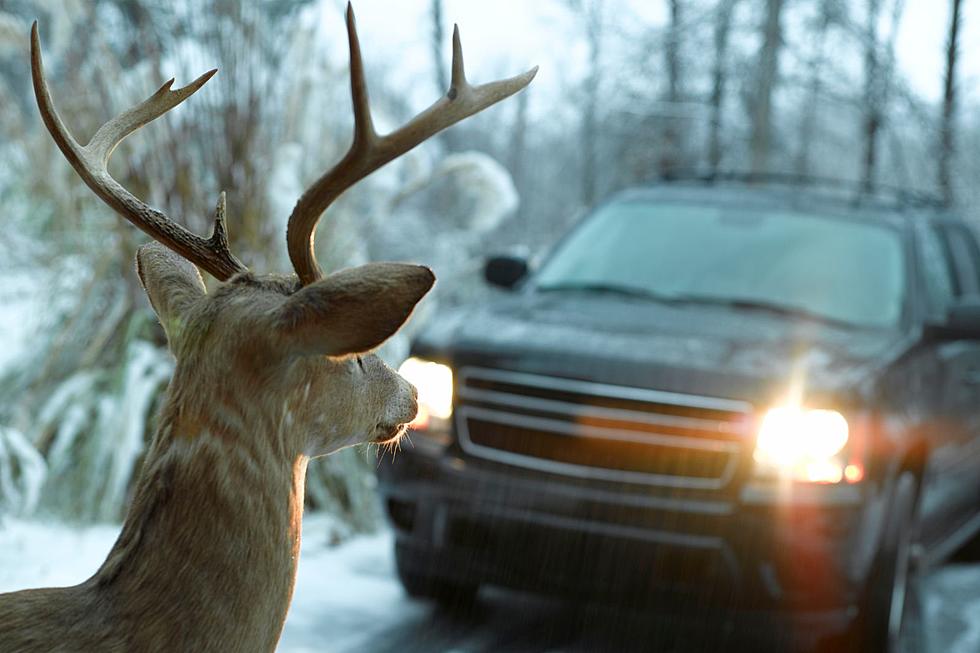 Important Deer Collision Safety Tip for IL Drivers
