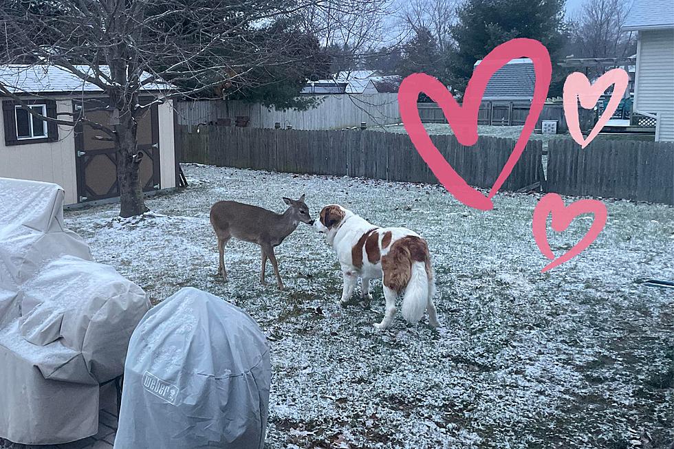 Watch One IL Deer Play With Neighborhood Dogs