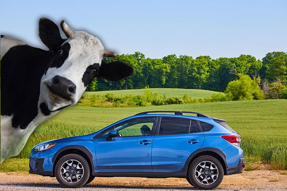 The Weird Reason You Might See Cow Trinkets In Parking Lots Across Illinois
