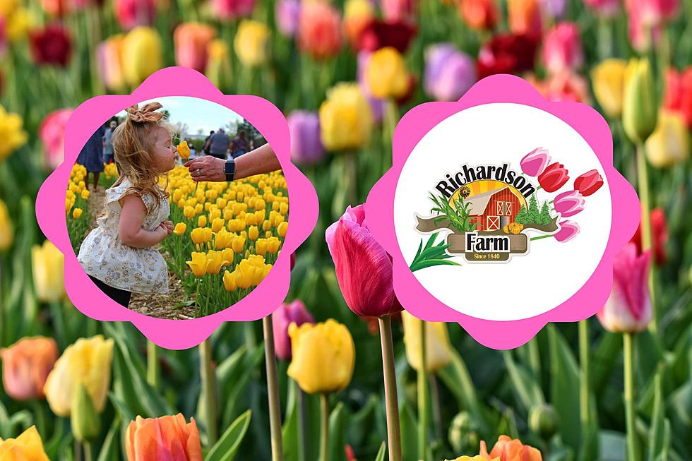 Illinois’ Favorite Adventure Farm Added Something New To Its 2024 Tulip Festival