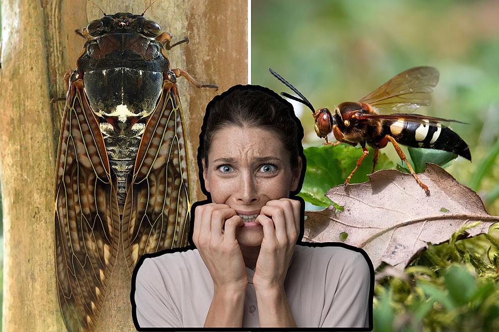 Beware! Cicada Killer Wasps Set to Invade Illinois This Summer