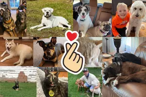 Illinois &#038; Wisconsin&#8217;s Cutest Dogs and Cats for National Pet Day