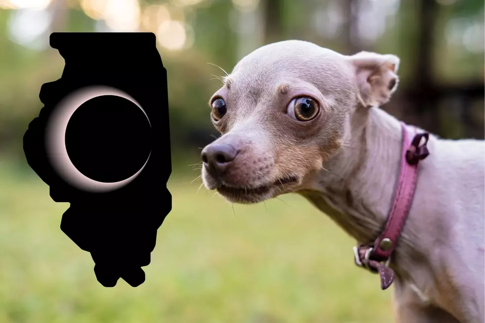 Weird Animal Behaviors To Look For During Illinois’ Solar Eclipse