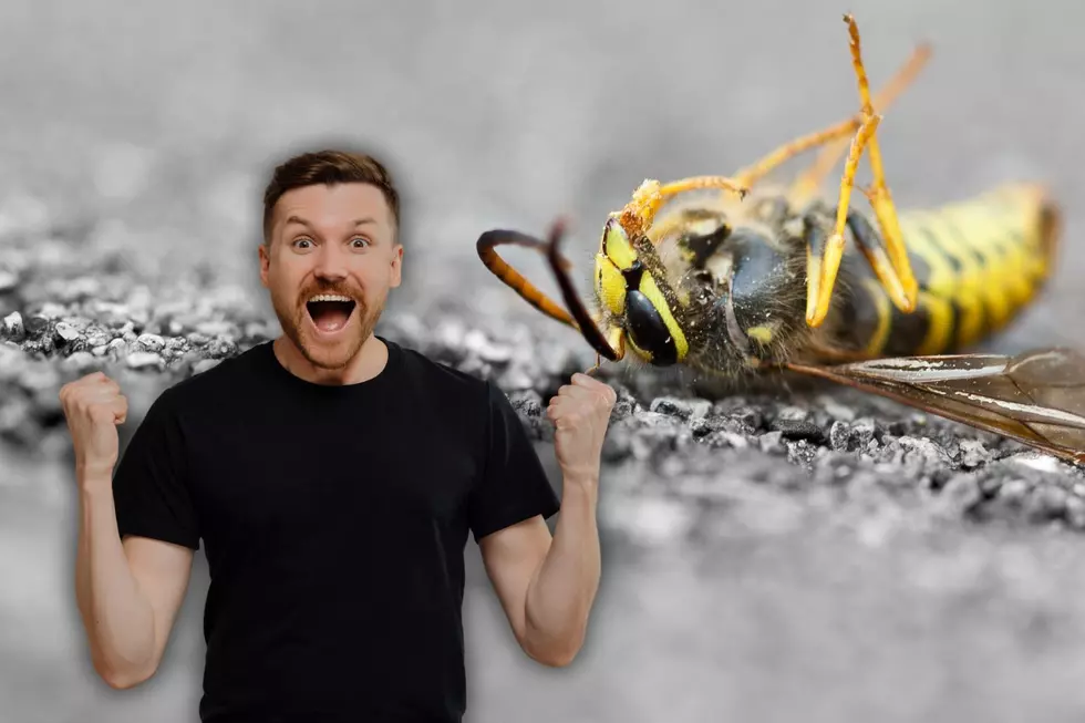 6 Easy Ways to Repel Wasps