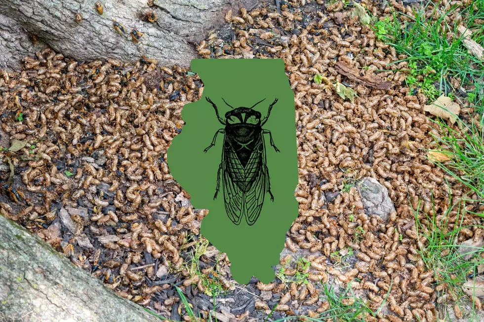 3 Important Things To Do When the Cicadas Leave Illinois