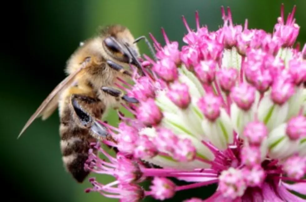 Eastern Iowa Group Working To Protect Bees