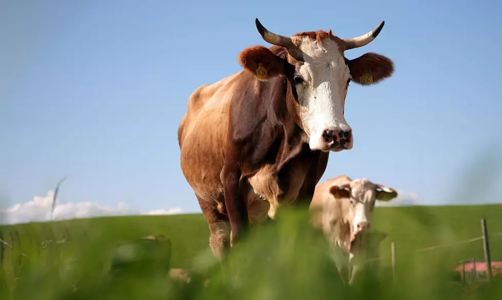 Iowa Couple Catches Cow Eating Their Mail