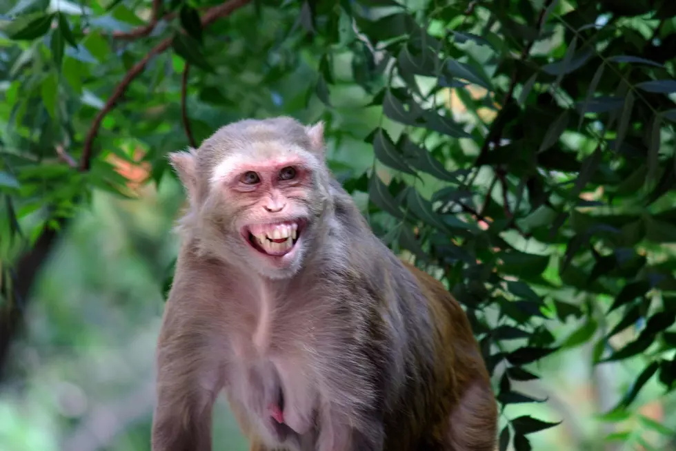Scientists Warn About Killer Monkey Herpes