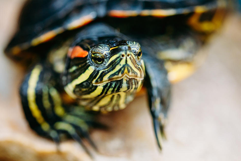 Is Iowa Hiding A Rare Two-Headed Sea Turtle??