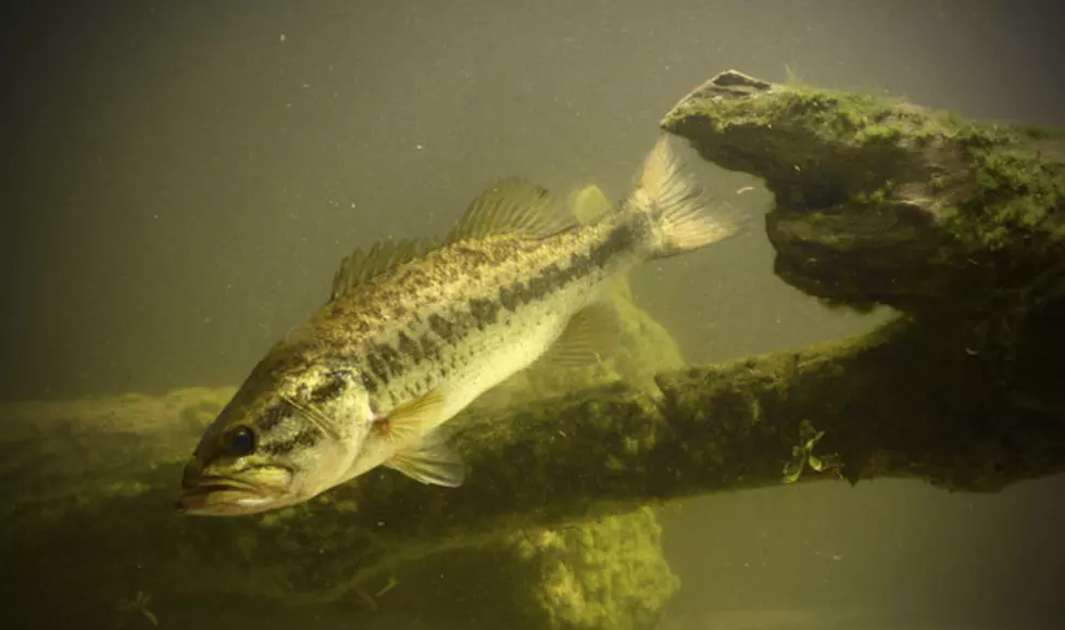 Fayette County Fish Kill Linked To Hog Confinement