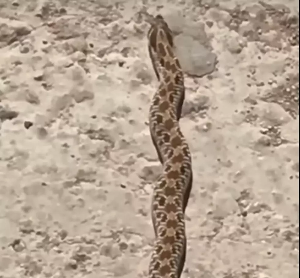 Watch: Creedence Loving Snake