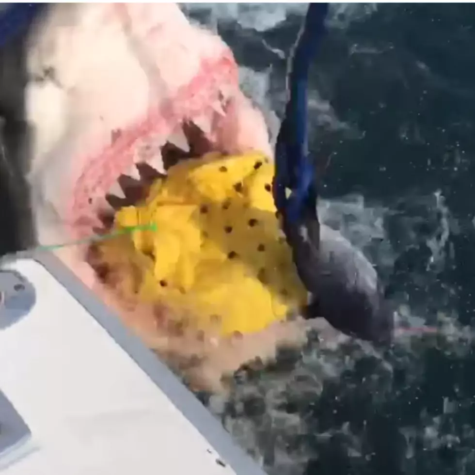 [VIDEO] Great White Shark Steals Fishermen&#8217;s Chum