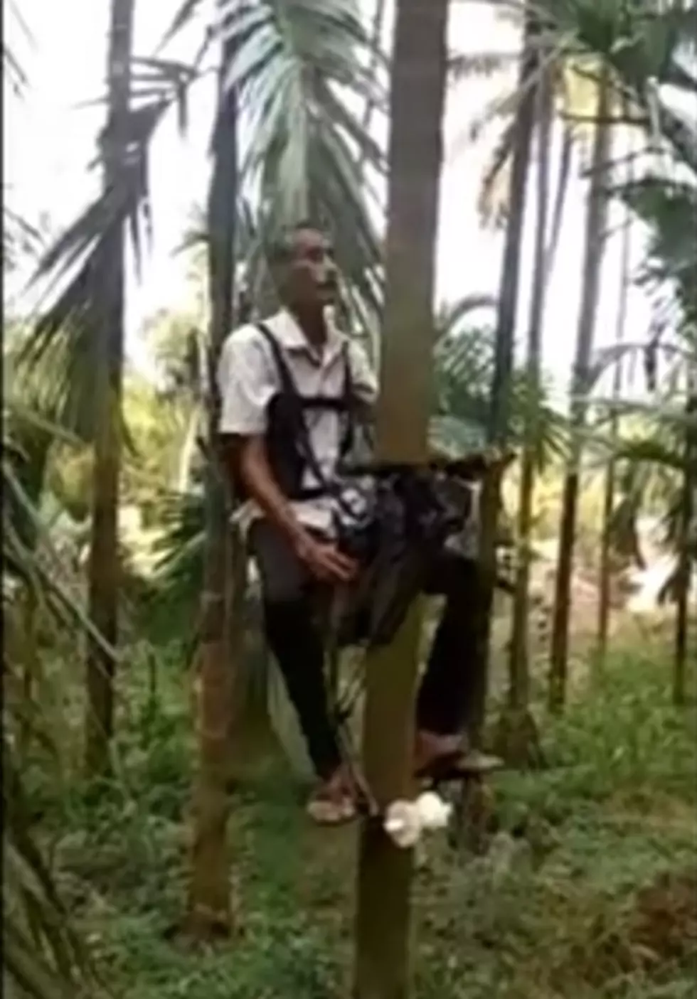 [VIDEO] Man Makes “Tree Bike” To Help Grab Nuts
