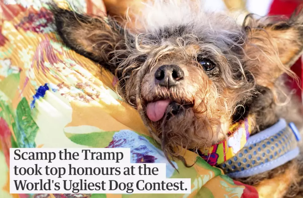 This is the World’s Ugliest Dog 