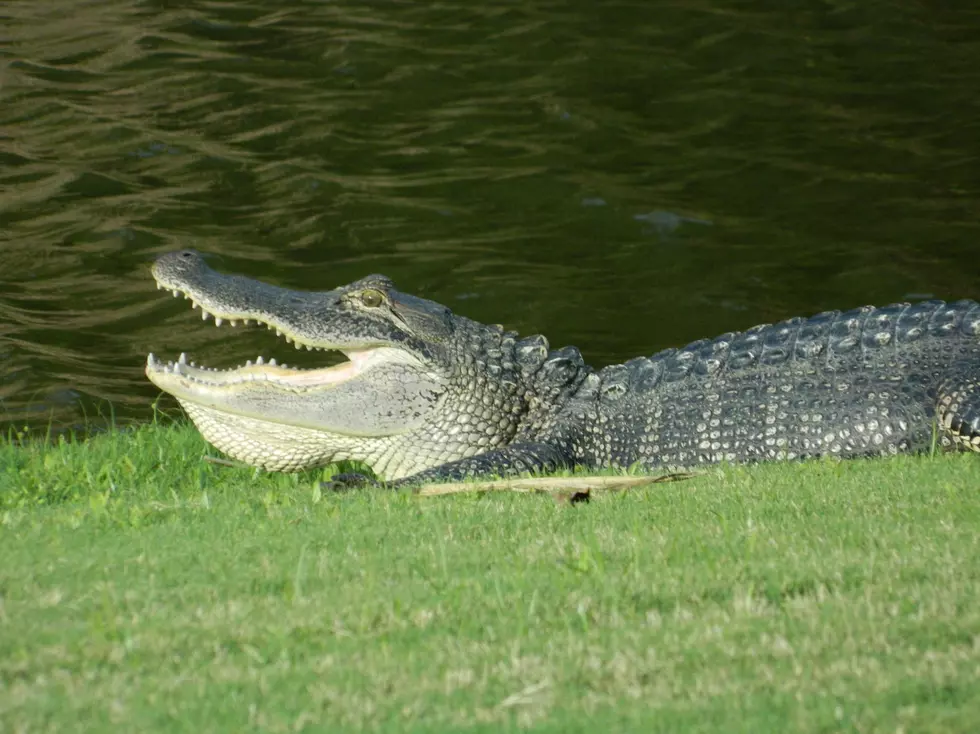 Alabama Police Warns its Citizens of ‘Meth Gators’