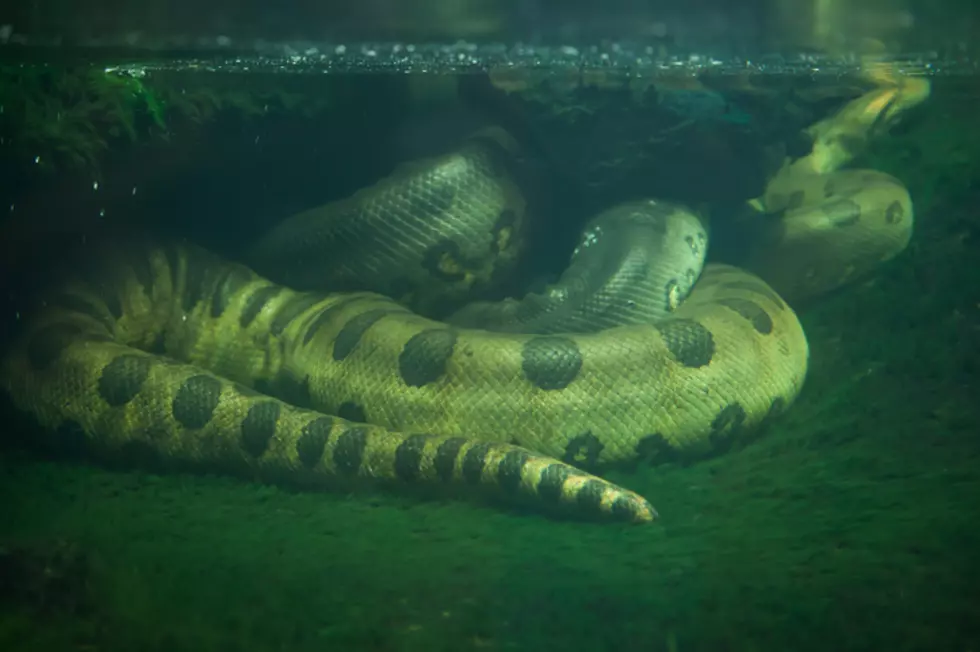 Disturbing Photos of a Python Eating an ENTIRE Crocodile