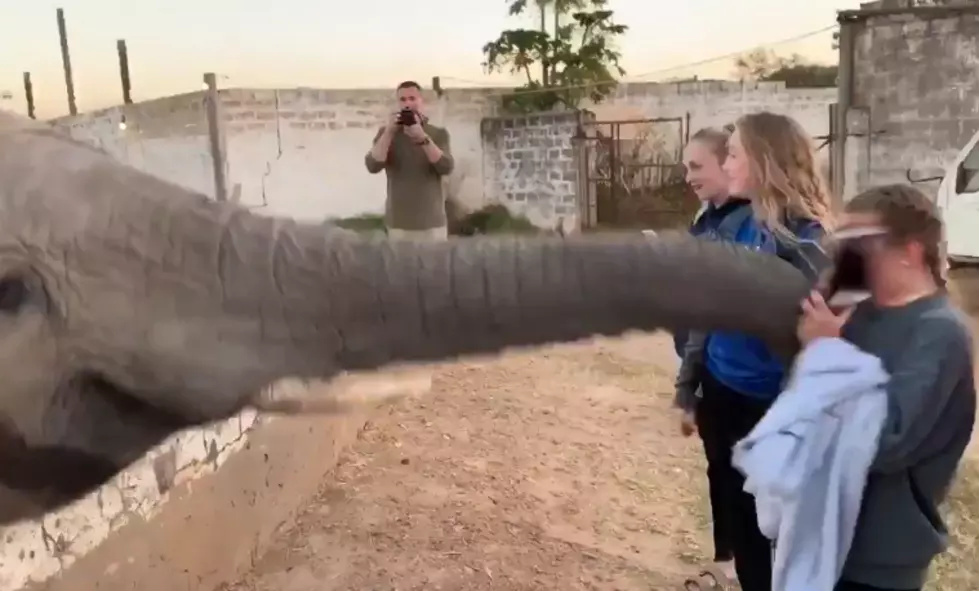 Woman Gets Smacked By Elephant After Stroking its Trunk