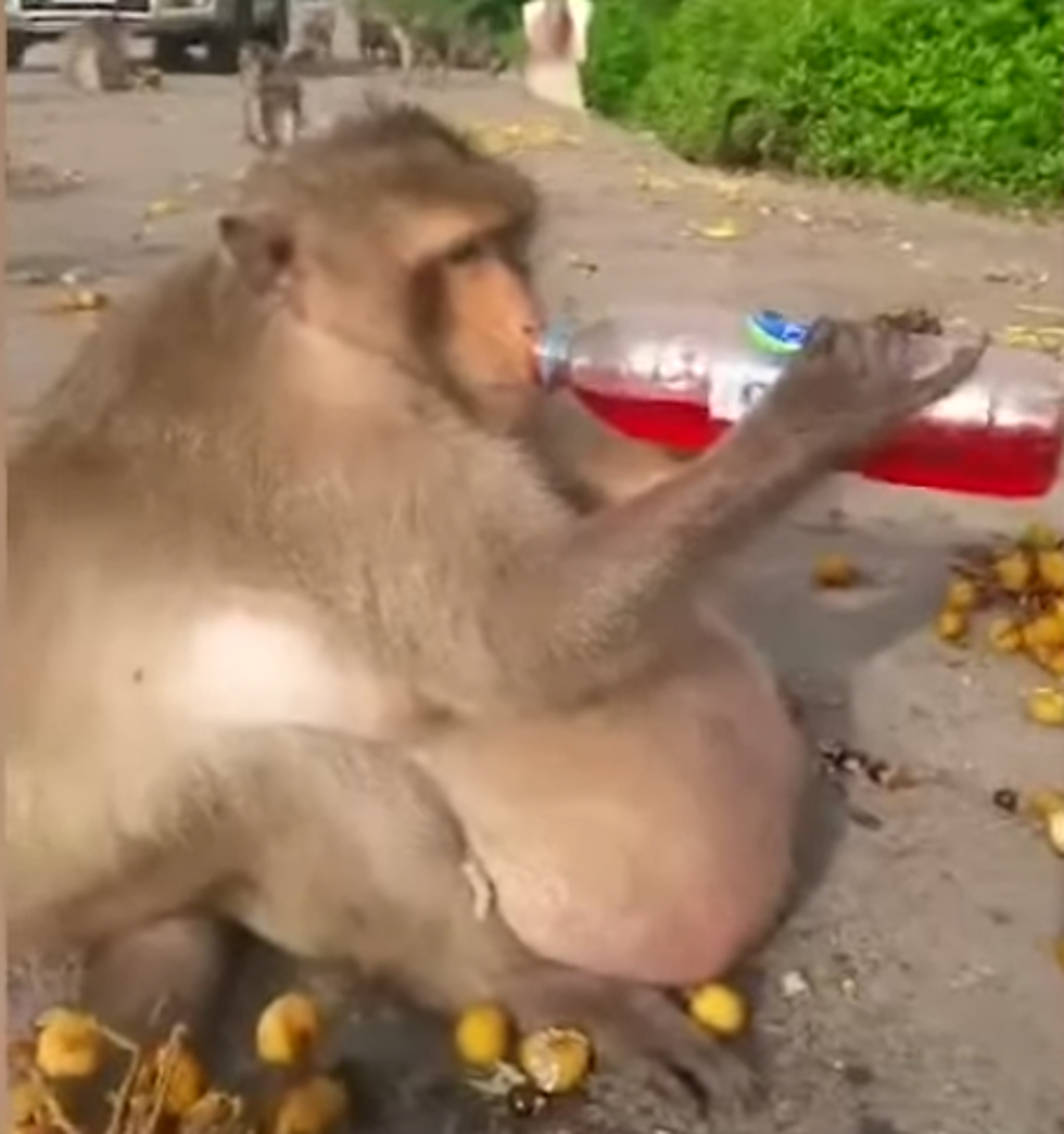 Monkey Named “Uncle Fatty” is Feared Dead