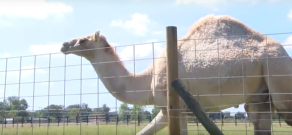 Florida Woman Bites Camel’s Testicles After it Sits on Her