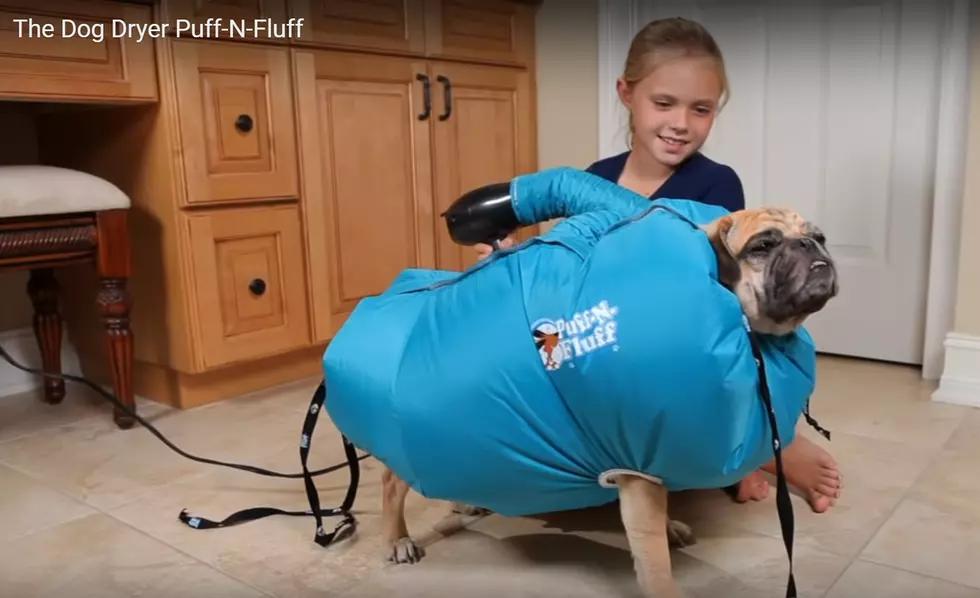 An Inflatable Full Body Dryer for Wet Dogs