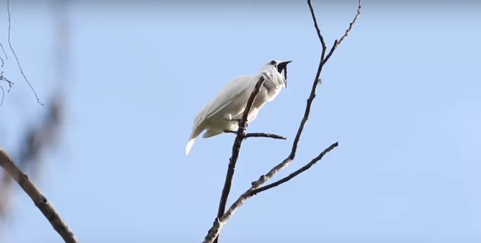 World’s LOUDEST Bird (video)