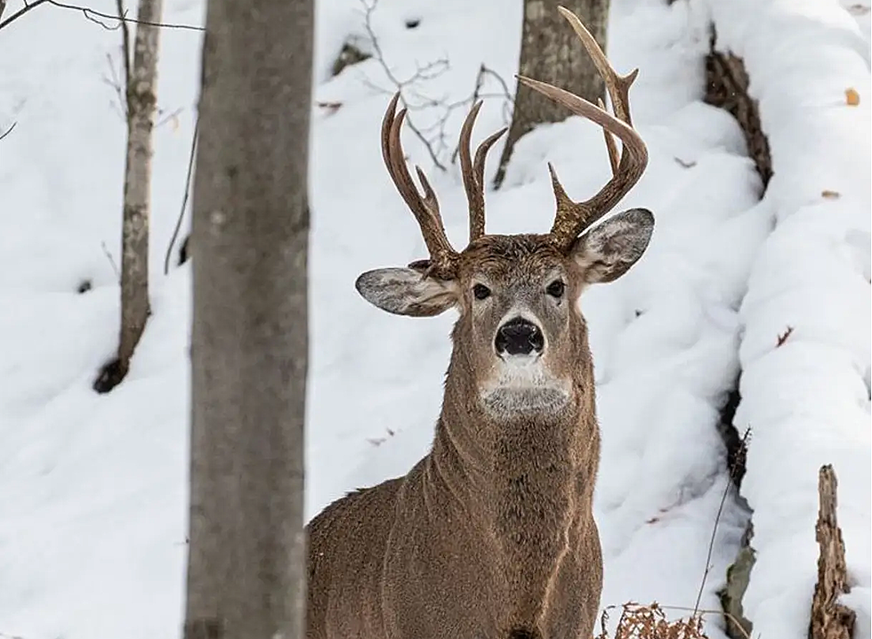 Buck with Three Antlers Spotted in Michigan