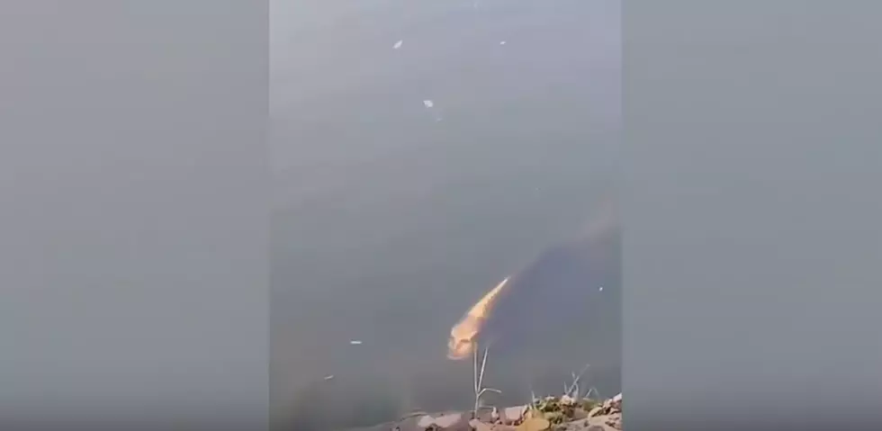 What The Fish Is This Carp? 