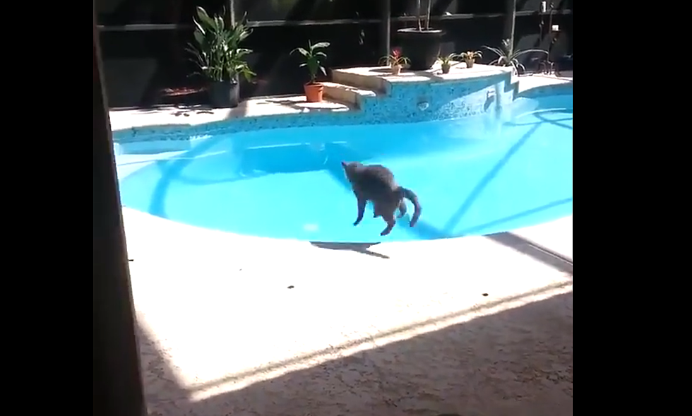 Man’s Sneeze Scares Cat Into the Pool (video)