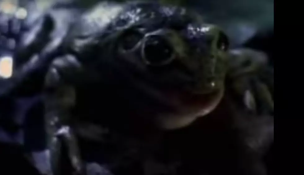 25 Years Ago Today: ‘The Budweiser Frogs’ Debuted on TV