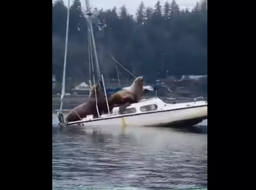 Sea Lions Ride a Boat (video)