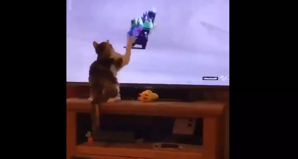 Cat Causes Crash During Race….Sort of