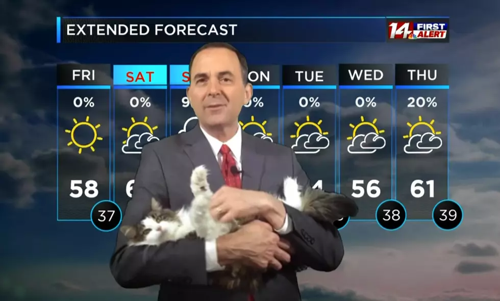 Meteorologist Broadcasting From Home Enlists His Cat as Co-Worker (VIDEO)