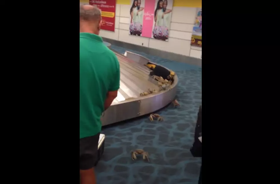 People at Airport Catch the Crabs (video)